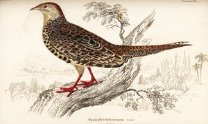 Bažant zelený nebo zelený bažant japonský, samice, Phasianus versicolor od William Home Lizars