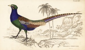 Bažant zelený nebo zelený bažant japonský, samec, Phasianus versicolor