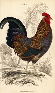 Šedá pralesní ptactvo nebo Sonneratova pralesní ptactvo, Gallus sonneratii (Gallus sonnerati) od William Home Lizars