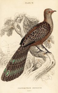 Šedý páv-bažant nebo barmský páv-bažant, Polyplectron bicalcaratum od William Home Lizars
