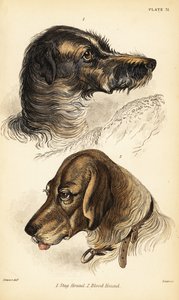 Hlavy jelena 1 a krvavého honiče 2, Canis lupus familiaris (Canis sagaces a Canis sanguinarius) od William Home Lizars