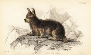 Isle of Skye teriér, Canis lupus familiaris (Canis terrarius) od William Home Lizars