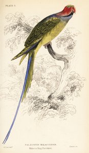 Andulka dlouhoocasá, Psittacula longicauda