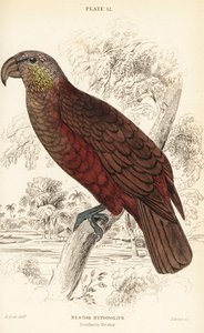 Nový Zéland kaka, Nestor meridionalis od William Home Lizars