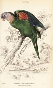 Amazonka oranžovokřídlá, Amazona amazonica od William Home Lizars