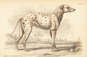 Rodič moderního trenérského psa Canis lupus familiaris od William Home Lizars