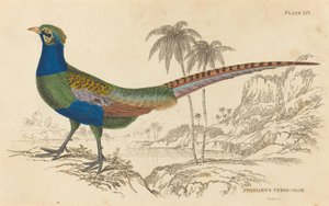 Phasianus Versicolor od William Home Lizars