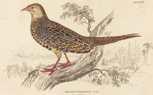 Phasianus Versicolor - samice od William Home Lizars