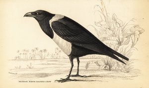 Vrána strakatá, Corvus albus od William Home Lizars