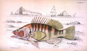 Tabulka 17 Serbanus Scriba (Ostrov Baziluzzo), rytina autora z "Naturalist
