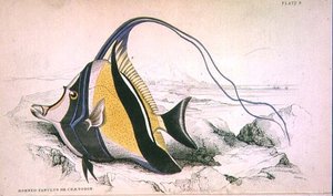 Tabulka 9 Rohatý Zanchus nebo Chaetodon vyrytý umělcem z "Naturalist