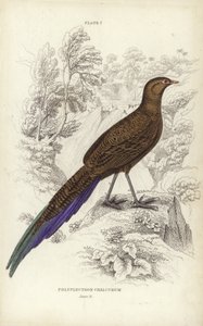 Polyplectron Chalcurum od William Home Lizars