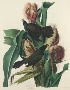 Purple Grackle, 1827. od William Home Lizars