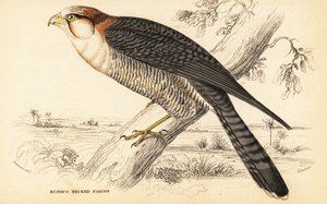 Sokol rudokrký, Falco chicquera ruficollis od William Home Lizars