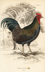 Červená pralesní, Gallus gallus javanicus