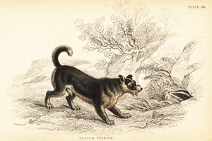 Skotský teriér nebo skotský teriér, Canis lupus familiaris od William Home Lizars