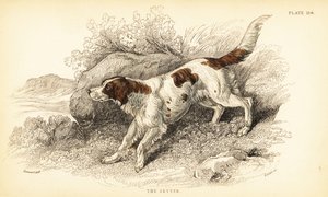 setr, Canis lupus familiaris (Canis index) od William Home Lizars
