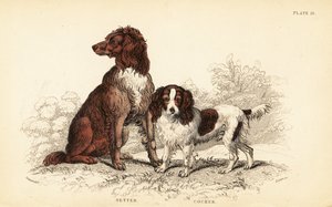 Setr a kokršpaněl, Canis lupus familiaris od William Home Lizars