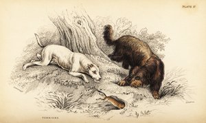 Hladkosrstý teriér a skotský nebo drátosrstý teriér, Canis lupus familiaris (Canis terrarius) od William Home Lizars