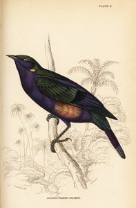Splendid lesklý špaček (Senegal), Lamprotornis splendidus chrysonotis (Golden eared Grake, Lamprotornis chrysonotis) od William Home Lizars