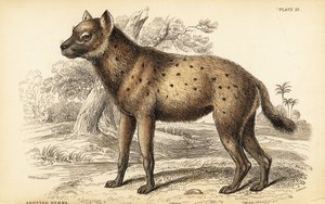 Hyena skvrnitá nebo hyena smějící se, Crocuta crocuta (Hyaena crocuta) od William Home Lizars