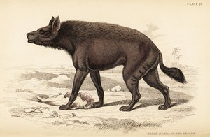 Hyena pruhovaná, Hyaena hyaena (Nahá hyena pouště, Hyaena vulgaris)