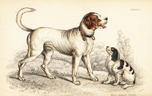 Alpský nebo velký bernardýn, Canis lupus familiaris, a King Charles španěl, Canis lupus familiaris (Canis extrarius) od William Home Lizars