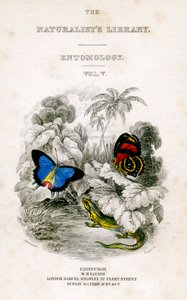The Naturalists Library, Entomology, Vol V, Butterflies, c1833-1865. od William Home Lizars