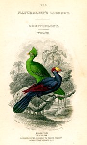 The Naturalists Library, Ornitology, Senegal Touraco, Violet Jitrocel Eater, c1833-1865. od William Home Lizars