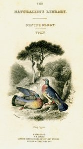 The Naturalists Library, Ornitology Vol V, Ring Pigeon, c1833-1865. od William Home Lizars