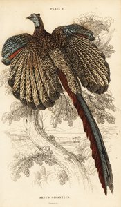 Argus velký, Argusianus argus (Bažant Argus nebo gigantický Argus, Argus giganteus) od William Home Lizars