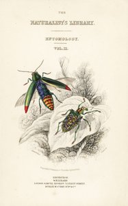 Titulní strana s vinětou brouka drahokamového, Chrysochroa fulminans a diamantového brouka, Curculio splendens od William Home Lizars