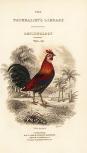 Titulní strana s vinětou červeného junglefowl (Jáva), Gallus gallus bankiva od William Home Lizars