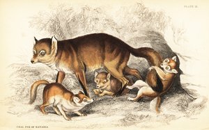 Odrůda lišky obecné, Vulpes vulpes, s mláďaty (Liška obecná Bavorská, Vulpes alopex) od William Home Lizars