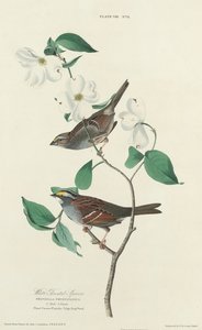 Vrabec bělokrký, 1827. od William Home Lizars