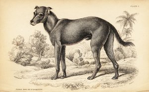 Divoký pes nalezený v Dominikánské republice a na Haiti, Canis lupus familiaris (Divoký pes sv
