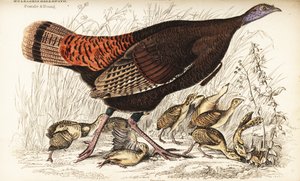 Divoký krocan, samice a mláďata, Meleagris gallopavo od William Home Lizars