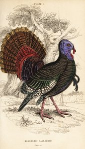 Divoký krocan, samec, Meleagris gallopavo od William Home Lizars