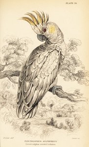 Kakadu žlutolící, Cacatua sulphurea od William Home Lizars
