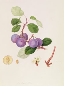 The Royale Plum, 1815
