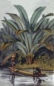 Palma od William Hooker