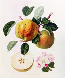 Krása Kentu, 1819