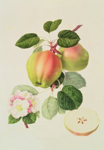 Nizozemský Codlin, 1820