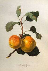 Kerry Pippin, z "Pomona Londinensis", 1818