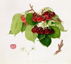 May Duke Cherry, 1815 od William Hooker