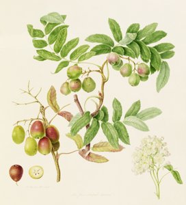 Jablko servisního kraba ve tvaru hrušky, 1820 od William Hooker