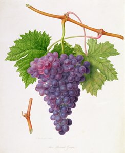 The Poonah Grape, 1820