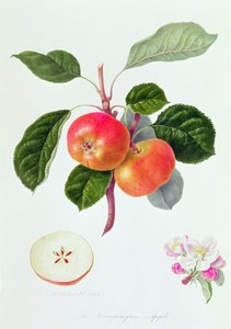 Jablko Trumpington, 1819