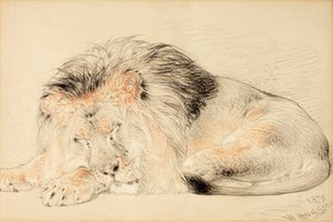 Studie lva, 1879 (křída na papíře)