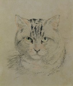 Tabby Cat, 1874 (tužka, pastelka a uhel na papíře)